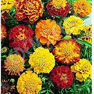 Marigold Seeds – Jafri