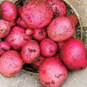 Dark Pink Potato Seeds – Vegetable Plant