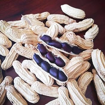 Peanut Seeds – Blue