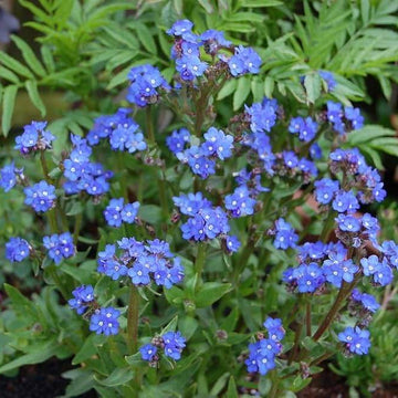 Blue Anchusa Seeds – Herbal Plant