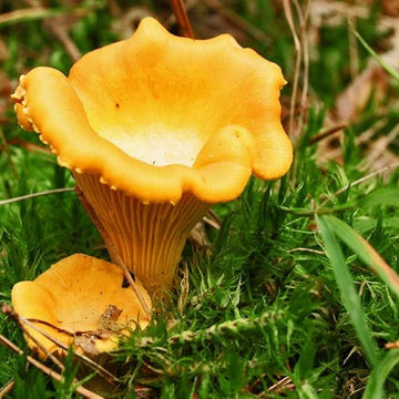 Mushroom Seeds – Chanterelle