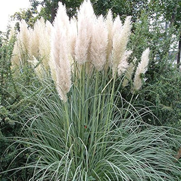 Pampas Grass Seeds – White