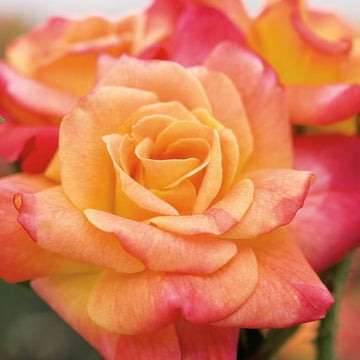 Joseph's Coat Rose Seeds