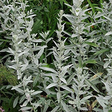 Sagebrush Seeds – Silver