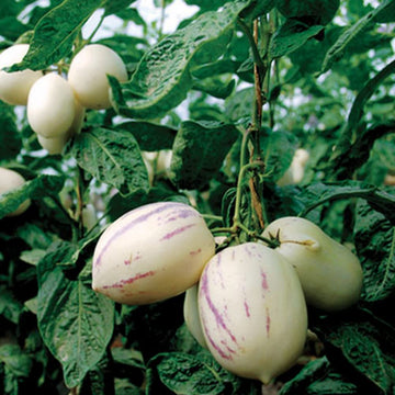 Pepino Seeds – White Purple