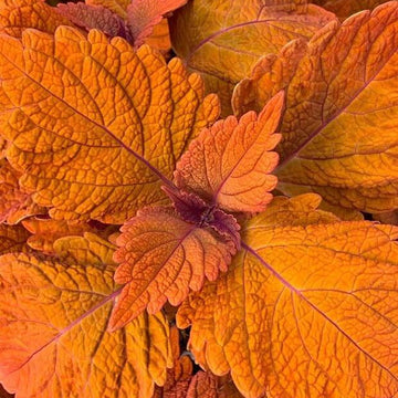 Coleus Seeds – Deep Orange