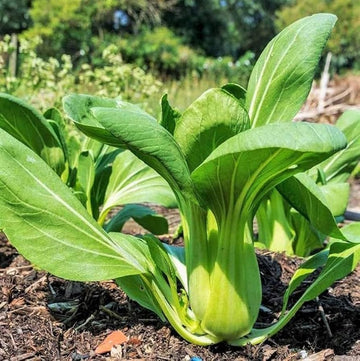 Pak Choi Seeds – Green