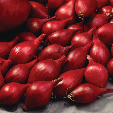Onion Seeds – Red Torpedo