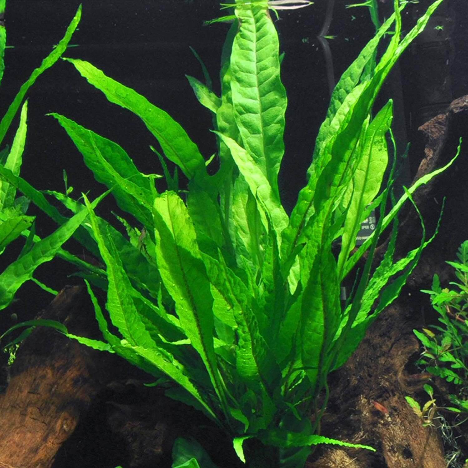 Java Fern Seeds | Aquarium Plant Seeds