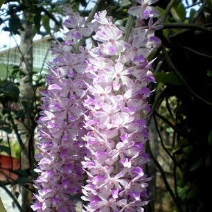 Rhynchostylis  Seeds – Wildflower Mix
