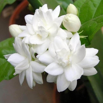 Jasmine Seeds – Arabian Fragrant