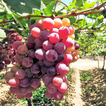 Red Grape Seeds – Fruit Plant