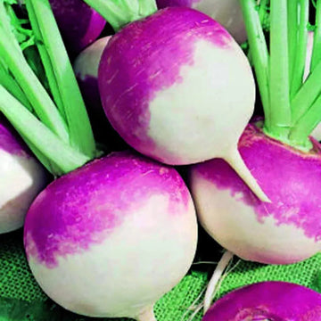 Rutabaga Seeds – Purple