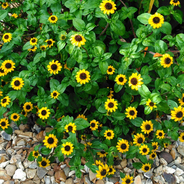 Sanvitalia Seeds - Sunburst