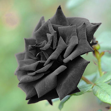 Rose Seeds – Black