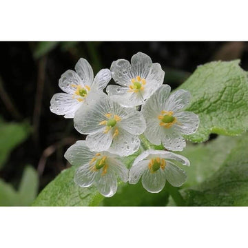 Skeleton Seeds – Wildflower Mix