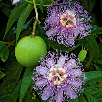 Passiflora Incarnata Seeds – Purple Passion