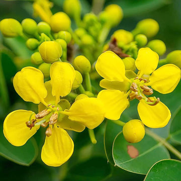 Senna Alexandrina Seeds – Egyptian