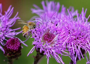 Liatris Seeds – Ligulistylis