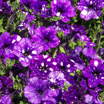 Petunia Seeds – Starry