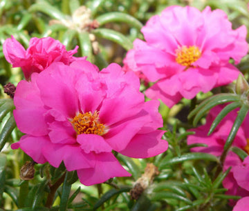 Moss Rose Seeds – Annual