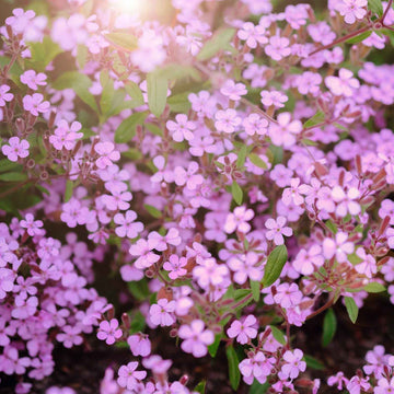 Ground Cover Soapwort Seeds – Flower Plant