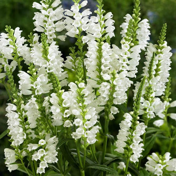 Obedient Plant Seeds – White