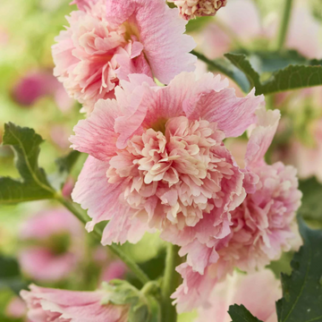 Hollyhock Seeds – Carnival Pink