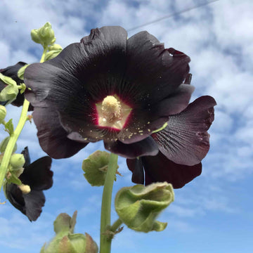 Blacknight Hollyhock Seeds – Flower Plant