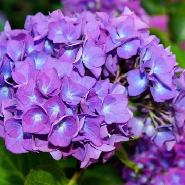 Dark Purple Hydrangea Seeds – Flower Plant