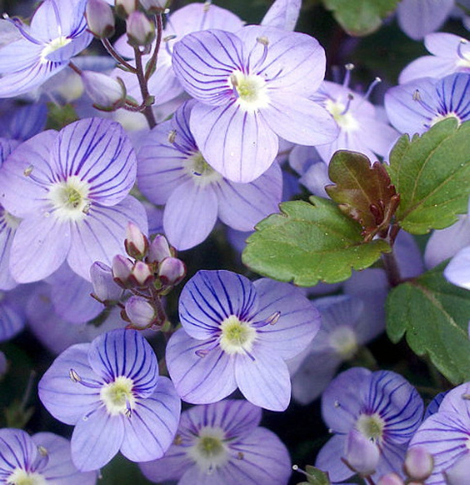 Ground Cover Creeping Speedwell Seeds | Garden Plant