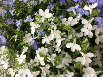 Lobelia Seeds – White Erinus