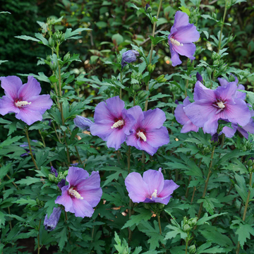 Purple Rose of Sharon Seeds – Hardy