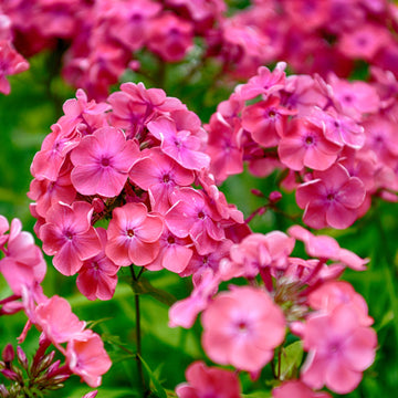 Phlox Seeds – Annual