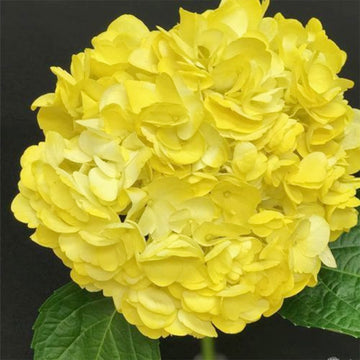 Hydrangea Seeds – Yellow