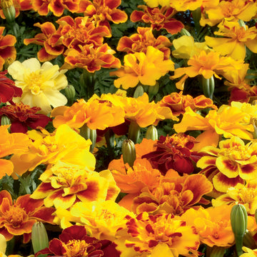 Marigold Seeds – Safari Mix