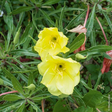 Oenothera Missouriensis Seeds – Wildflower Mix