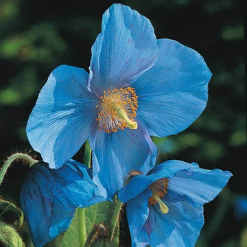 Meconopsis Seeds – Grandis Blue