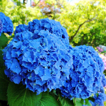 Blue Hydrangea Seeds – Flower Plant