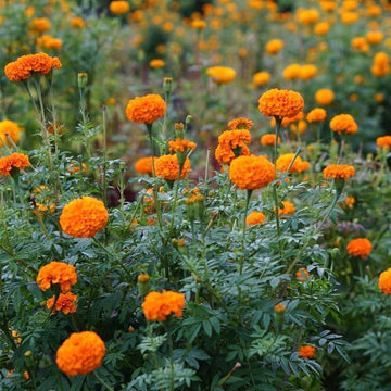 Marigold Seeds – Pest-Repelling