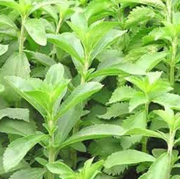 Mozzarella Basil Seeds – Sweet Italian