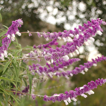 Leucantha Salvia Seeds – Flower Plant