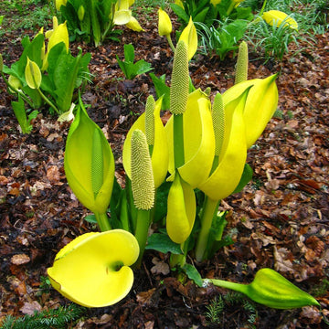 Skunk Cabbage Seeds - Lysichiton Americanus