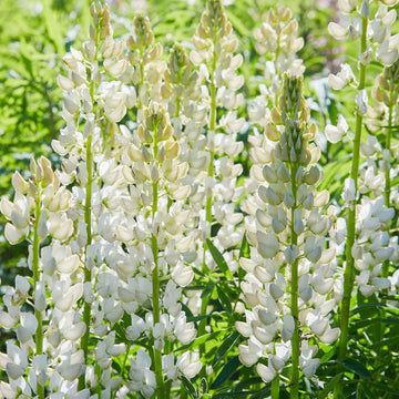 Lupine Seeds – White