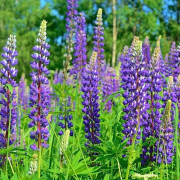 Lupine Seeds – Wildflower Purple