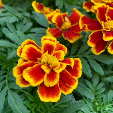 Durango Bee Marigold Seeds – Flower Plant