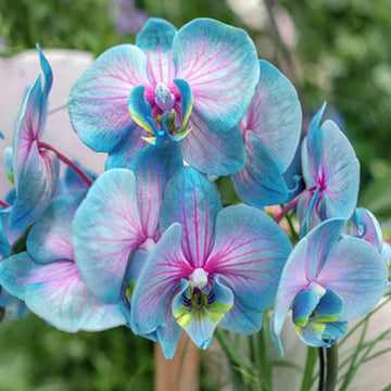 Orchid Seeds –  Blue and Pink