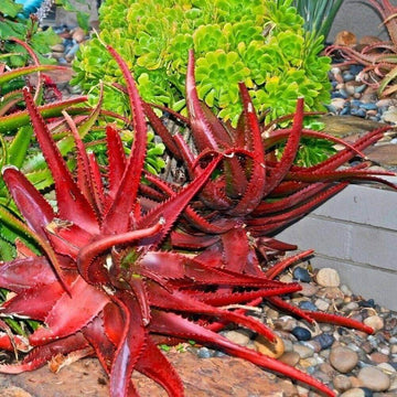 cameronii Aloe Seeds – Herbal Plant