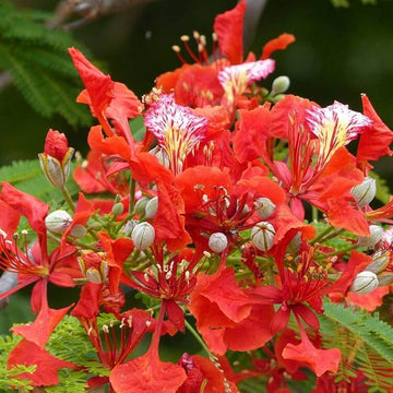 Royal Poinciana Seeds – Delonix regia B6