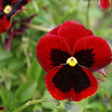 Pansy Seeds –  Red Wing